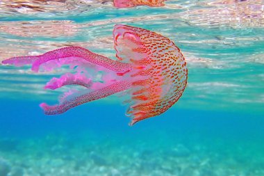 Leylak iğnesi mor denizanası - Pelagia noctiluca
