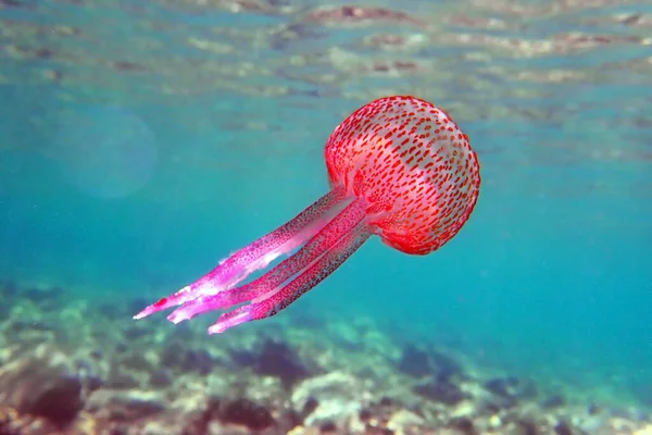 Medusas Moradas Aguijón Malva Pelagia Noctiluca — Foto de Stock