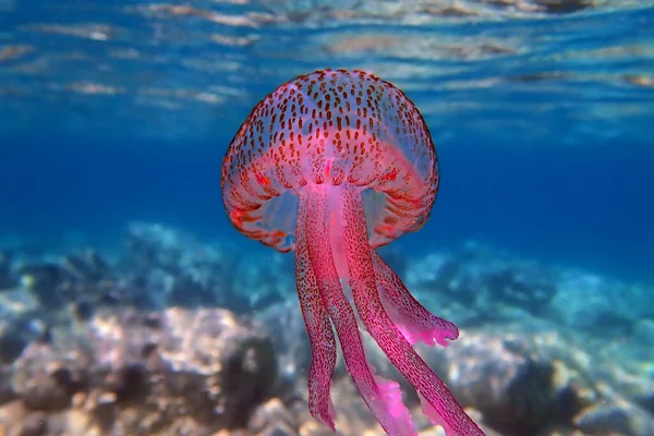 Medusas Moradas Aguijón Malva Pelagia Noctiluca — Foto de Stock