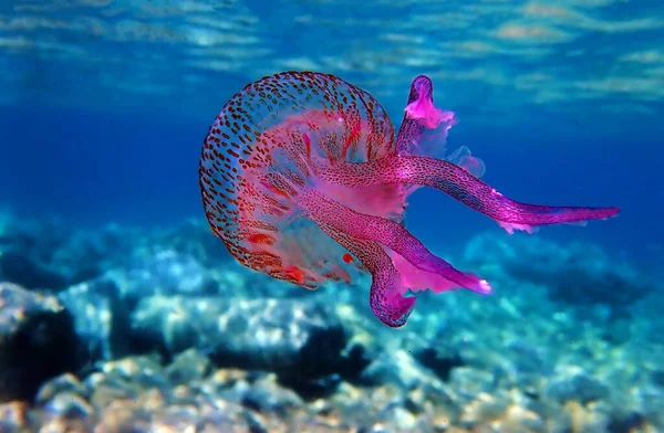 Medusas Moradas Aguijón Malva Pelagia Noctiluca — Foto de Stock