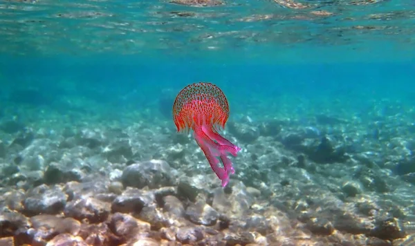 Medusas Roxas Mauve Stinger Pelagia Noctiluca — Fotografia de Stock