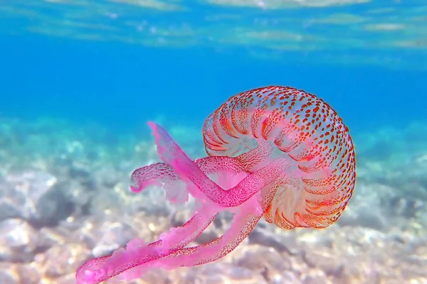 Leylak Iğnesi Mor Denizanası Pelagia Noctiluca — Stok fotoğraf