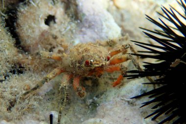 Dikenli Majoid Örümcek Yengeci (juvenile) - Herbstia condyliata