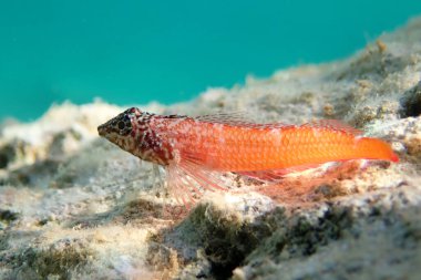 Tripterygion, Tripterygiidae familyasından bir balık cinsidir.