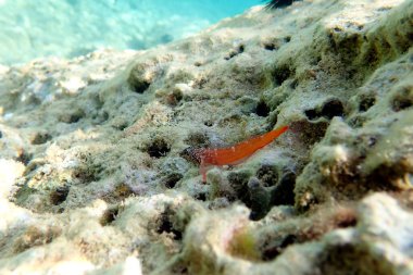 Tripterygion, Tripterygiidae familyasından bir balık cinsidir.
