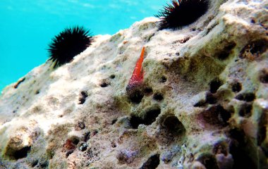 Tripterygion, Tripterygiidae familyasından bir balık cinsidir.
