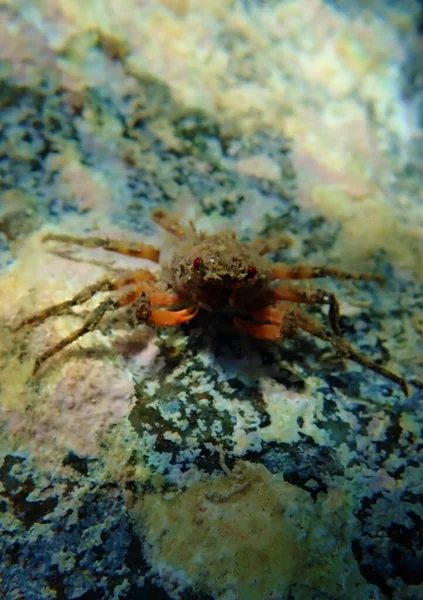 Crabe Araignée Épines Juvénile Herbstia Condyliata — Photo