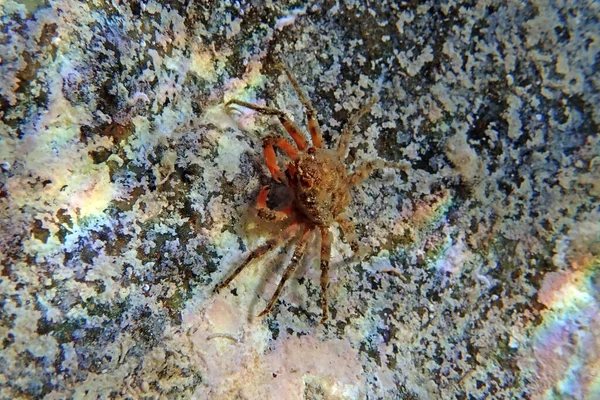 Spiny Majoid Spider Crab Молодий Herbstia Condyliata — стокове фото