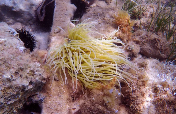 Seeanemone Anemonia Sulcata — Stockfoto