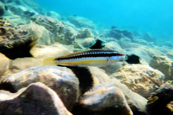 Mittelmeer Regenbogenlippfisch Coris Julis — Stockfoto