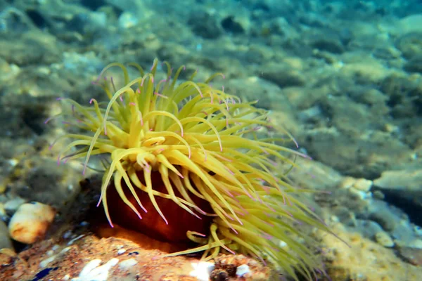 Kígyófejű Tengeri Ánizs Anemonia Sulcata — Stock Fotó