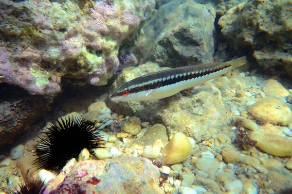 Mittelmeer Regenbogenlippfisch Coris Julis — Stockfoto