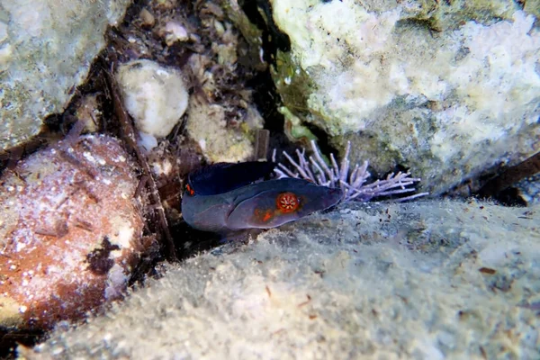 Connemarra Clingfish Lepadogaster Candolii Underwater Image Mediterranean Sea — Stock Photo, Image