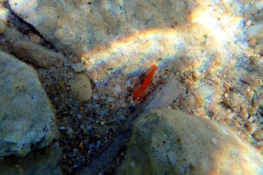 Kırmızı tabancalı karides - Alpheus makroşeller