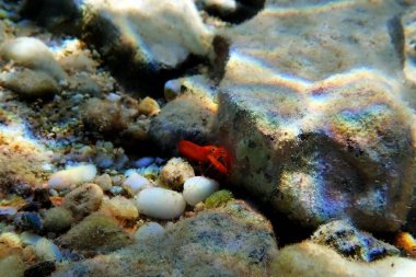 Kırmızı tabancalı karides - Alpheus makroşeller