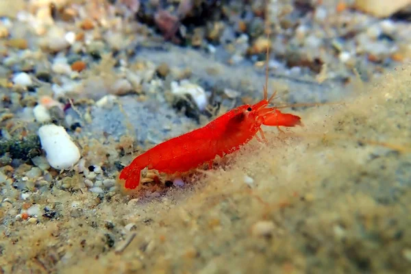 Red pistol snapping shrimp - Alpheus macrocheles