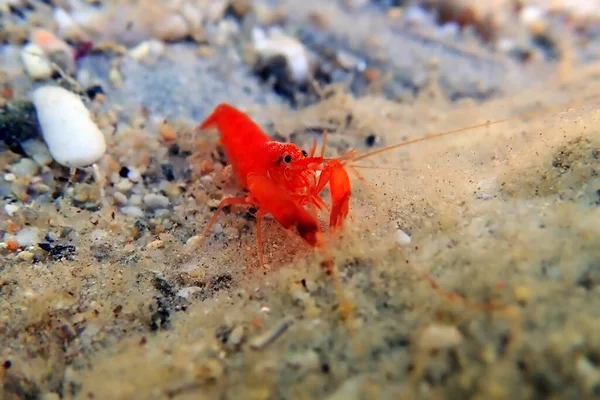 Red pistol snapping shrimp - Alpheus macrocheles