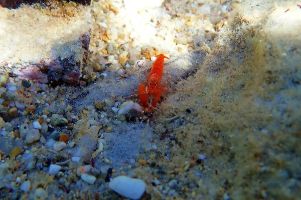 Pistola Roja Rompiendo Camarones Alpheus Macrocheles — Foto de Stock