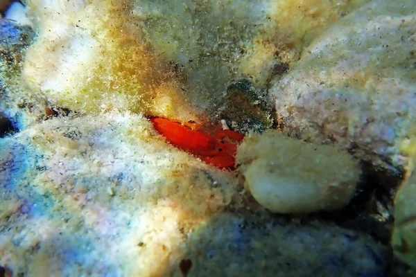 Red Pistol Snapping Shrimp Alpheus Macrocheles — Stock Photo, Image