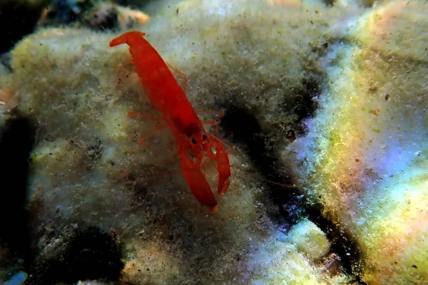 Red Pistol Snapping Shrimp Alpheus Macrocheles — Stock Photo, Image