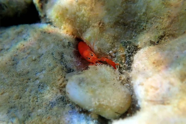 Pistola Roja Rompiendo Camarones Alpheus Macrocheles —  Fotos de Stock