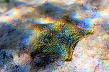 Yıldız Yastığı Denizyıldızı Asterina Gibbosa