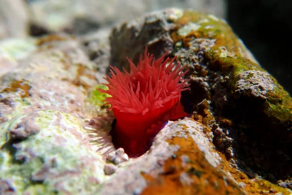 Red Beadlet Anémona Mar Actinia Equina — Foto de Stock