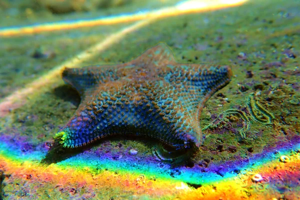 Yıldız Yastığı Denizyıldızı Asterina Gibbosa — Stok fotoğraf