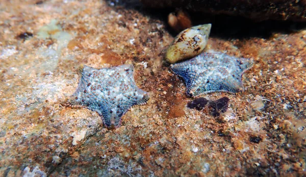 Starlet Cushion Starfish Asterina Gibbosa — Stock Photo, Image