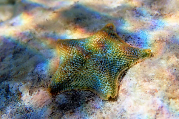 Yıldız Yastığı Denizyıldızı Asterina Gibbosa — Stok fotoğraf