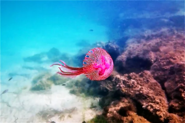 Medusas Roxas Mauve Stinger Pelagia Noctiluca — Fotografia de Stock