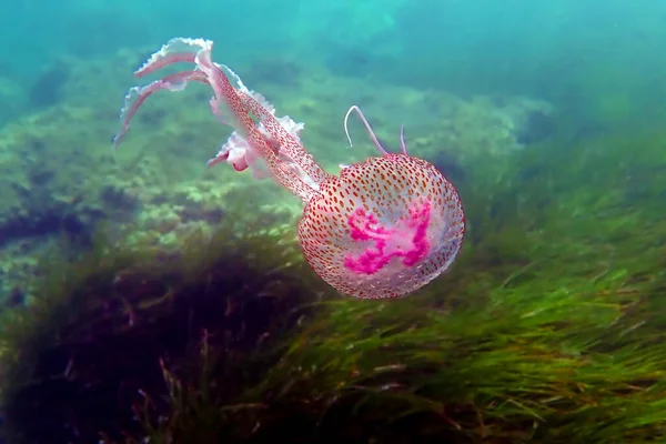 Medusas Moradas Aguijón Malva Pelagia Noctiluca — Foto de Stock