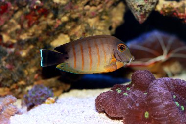Eibli Tang 'ı taklit et - (Acanthurus tristis)