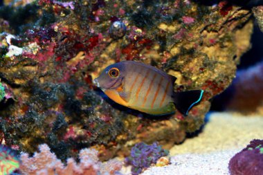 Eibli Tang 'ı taklit et - (Acanthurus tristis)