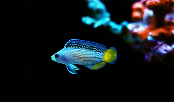 Espléndido Dottyback Manonichthys Splendens —  Fotos de Stock