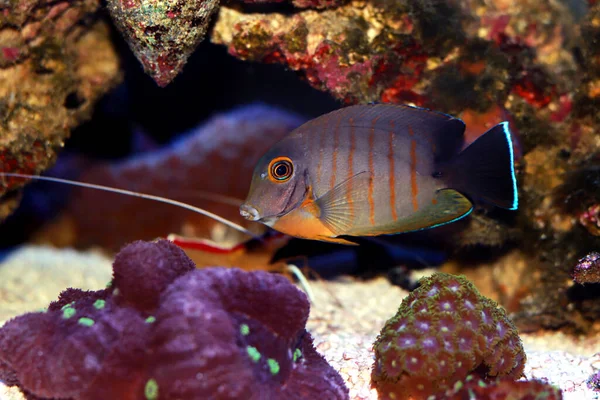 Mimiczna Eibli Tang Acanthurus Tristis — Zdjęcie stockowe