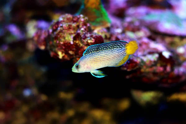 아름다운 Manonichthys Gleaens — 스톡 사진