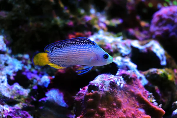 아름다운 Manonichthys Gleaens — 스톡 사진