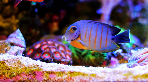 ミミック エイブリ Acanthurus Tristis — ストック写真