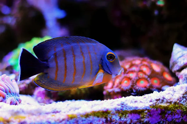 ミミック エイブリ Acanthurus Tristis — ストック写真