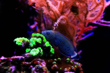 Mavi benekli grasse - Anampses Caeruleopunctatus