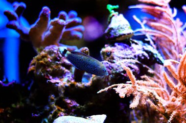 Mavi benekli grasse - Anampses Caeruleopunctatus