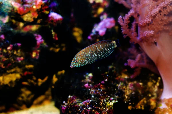 Blue Spotted Wrasse Anampses Caeruleopunctatus — Stock Photo, Image