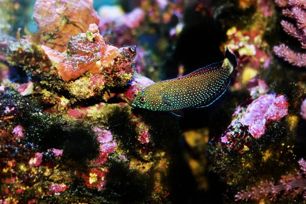 Wrasse Manchas Azules Anampses Caeruleopunctatus — Foto de Stock