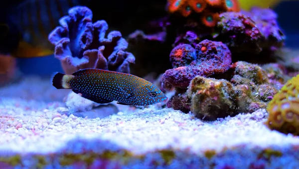 Blauwgevlekte Wrasse Anampsen Caeruleopunctatus — Stockfoto