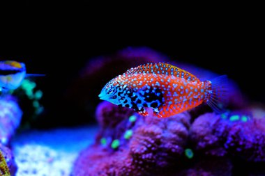 Mavi Yıldız Leopar Yolu - Macropharyngodon bipartitus