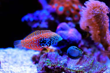 Mavi Yıldız Leopar Yolu - Macropharyngodon bipartitus