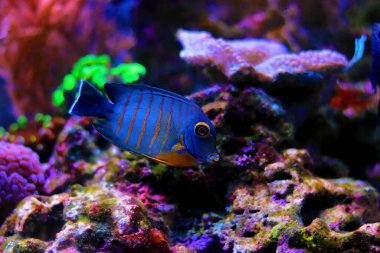 Eibli Tang 'ı taklit et - (Acanthurus tristis)