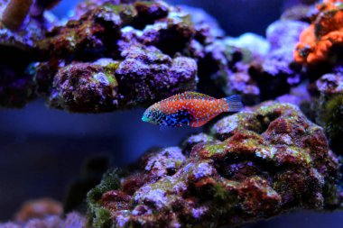 Mavi Yıldız Leopar Yolu - Macropharyngodon bipartitus