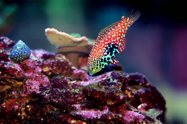 Blue Star Leopard Wrasse Macropharyngodon Bipartitus — Stock Photo, Image